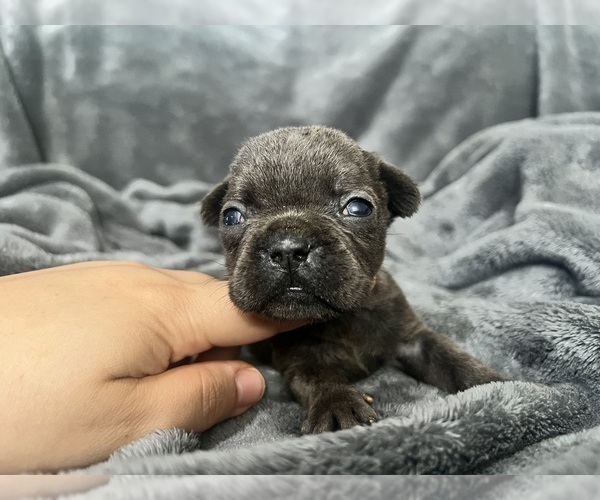 Medium Photo #5 French Bulldog Puppy For Sale in HAYWARD, CA, USA