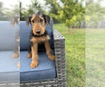 Small #7 Airedale Terrier