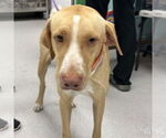 Small #3 Labrador Retriever Mix