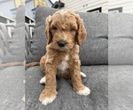 Small #1 Goldendoodle