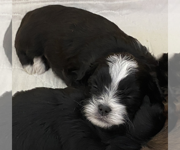 Medium Photo #2 ShihPoo Puppy For Sale in KETTLE FALLS, WA, USA