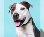 Small #1 American Pit Bull Terrier