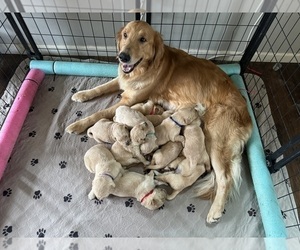 Golden Retriever Litter for sale in STANTON, MI, USA