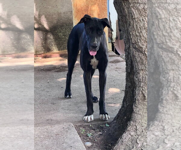 Medium Photo #2 Great Dane Puppy For Sale in Bullard, TX, USA