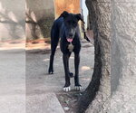 Small Photo #2 Great Dane Puppy For Sale in Bullard, TX, USA