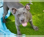 Small American Pit Bull Terrier