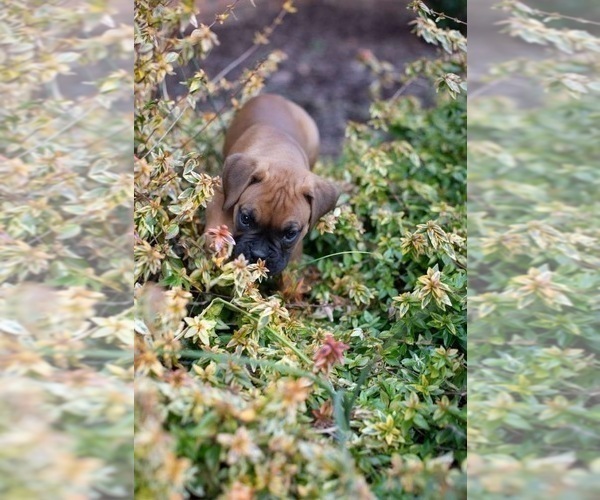 Medium Photo #3 Boxer Puppy For Sale in ABBEVILLE, SC, USA