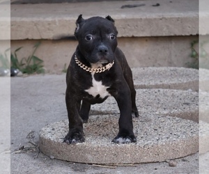 American Bully Puppy for sale in CHAMPAIGN, IL, USA