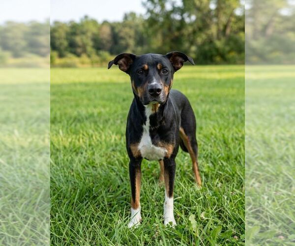 Medium Photo #1 Doberman Pinscher-Unknown Mix Puppy For Sale in Martinsburg, WV, USA