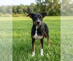 Small Doberman Pinscher Mix