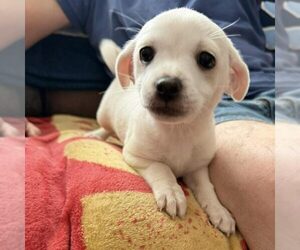 Mutt Dogs for adoption in Spring Lake, NC, USA