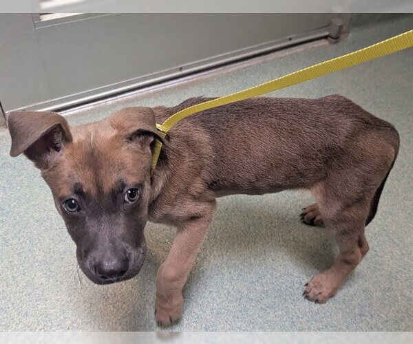 Medium Photo #1 German Shepherd Dog-Unknown Mix Puppy For Sale in Plano, TX, USA