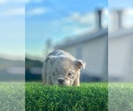 Small #3 English Bulldog