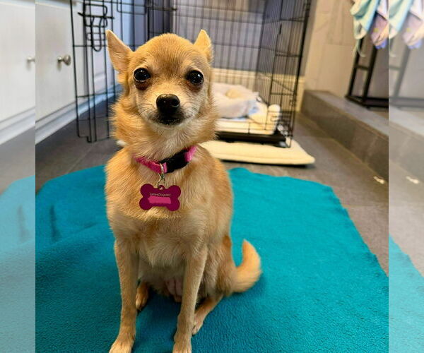 Medium Photo #2 Chiranian Puppy For Sale in Spring Lake, NC, USA