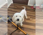 Small Mutt