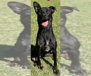 Buck - Male Mutt Dog for Adoption - Photo #4