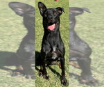 Small Photo #4 Mutt Puppy For Sale in Great Bend, KS, USA