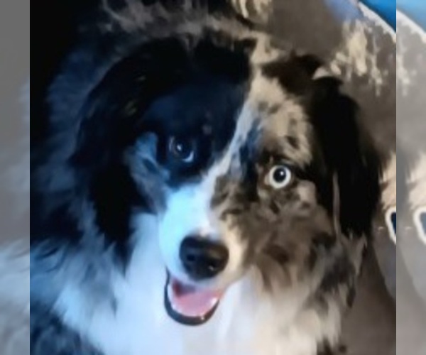 Medium Photo #1 Miniature Australian Shepherd Puppy For Sale in BLACKSBURG, SC, USA