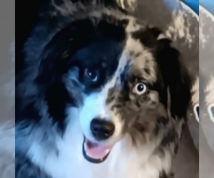 Miniature Australian Shepherd Puppy for sale in BLACKSBURG, SC, USA