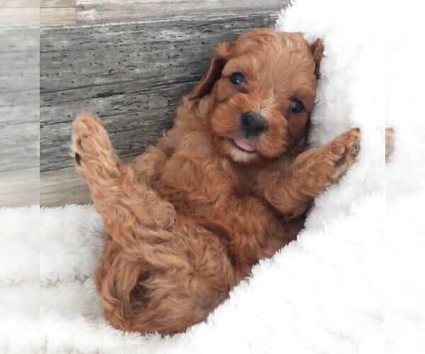 Medium Photo #9 Cavapoo Puppy For Sale in CARLISLE, KY, USA