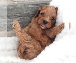 Small Photo #9 Cavapoo Puppy For Sale in CARLISLE, KY, USA