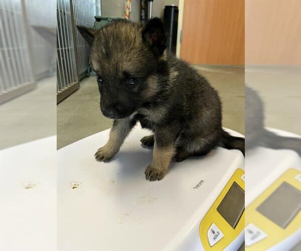 Medium Photo #1 German Shepherd Dog-Unknown Mix Puppy For Sale in Santa Cruz, CA, USA