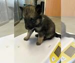 Small German Shepherd Dog Mix