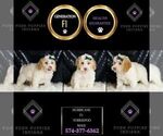 Small Photo #80 Yorkipoo Puppy For Sale in WARSAW, IN, USA