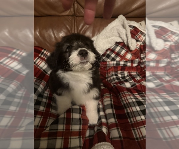 Medium Photo #2 Goldendoodle-Pembroke Welsh Corgi Mix Puppy For Sale in CRESCENT CITY, CA, USA