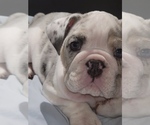 Small #4 Bulldog