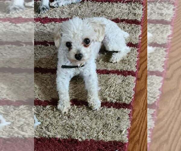 Medium Photo #1 Poodle (Toy) Puppy For Sale in HEPPNER, OR, USA