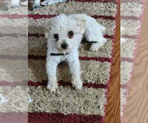 Father of the Poodle (Toy) puppies born on 06/17/2026