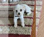 Small Photo #1 Poodle (Toy) Puppy For Sale in HEPPNER, OR, USA