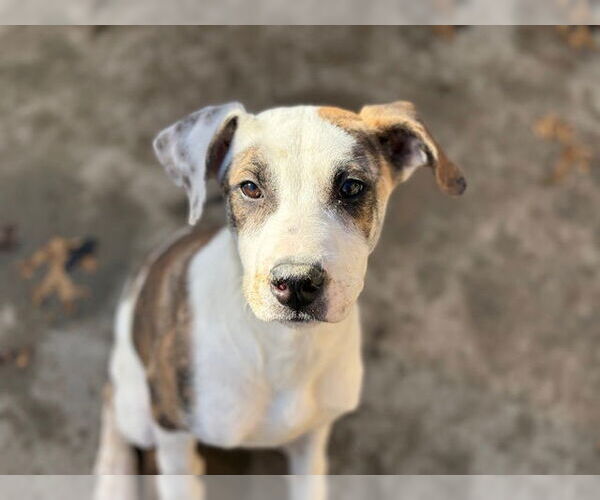 Medium Photo #2 Mutt Puppy For Sale in Tulsa, OK, USA