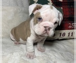 Small Photo #16 English Bulldog Puppy For Sale in JOHNS ISLAND, SC, USA