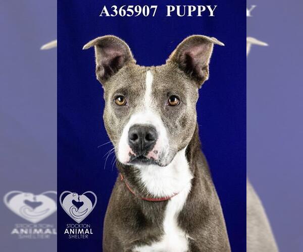 Medium Photo #2 American Pit Bull Terrier Puppy For Sale in Stockton, CA, USA