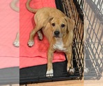 Small #2 Mutt