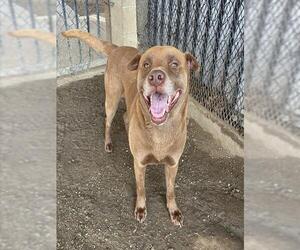 Mutt Dogs for adoption in Riverside, CA, USA