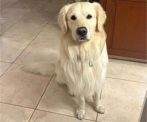 Medium Photo #1 English Cream Golden Retriever Puppy For Sale in MIAMI, FL, USA