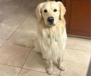 Father of the English Cream Golden Retriever puppies born on 02/05/2025