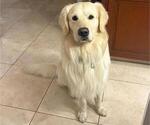 Small Photo #1 English Cream Golden Retriever Puppy For Sale in MIAMI, FL, USA