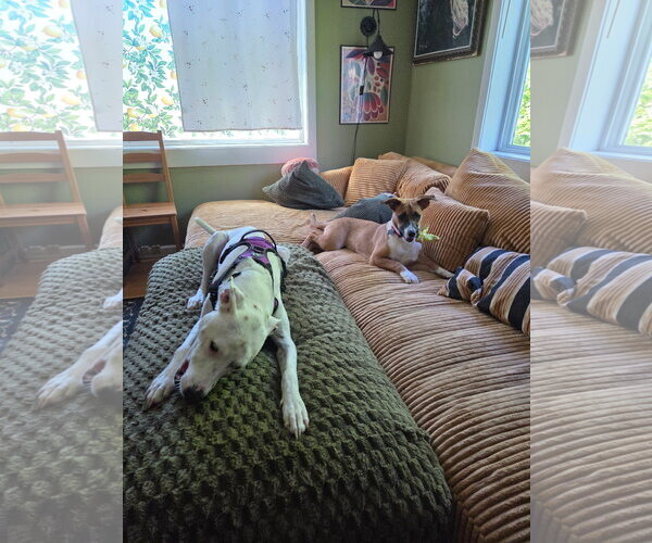 Medium Photo #5 Basenji-Unknown Mix Puppy For Sale in Milwaukie, OR, USA