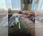 Small #4 Basenji Mix