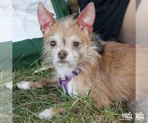 Jipsy - Female Chihuahua-Unknown Mix Dog for Adoption - Photo #3
