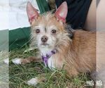 Small Photo #3 Chihuahua-Unknown Mix Puppy For Sale in Washington, DC, USA