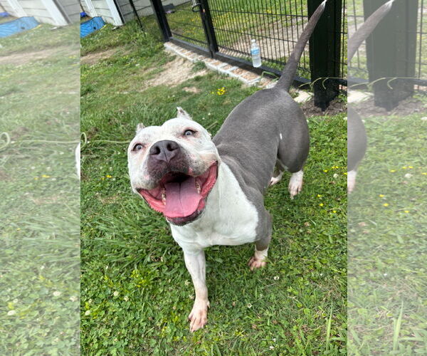 Medium Photo #3 American Pit Bull Terrier Puppy For Sale in Virginia Beach, VA, USA