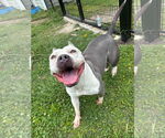 Small #2 American Pit Bull Terrier
