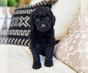 Goldendoodle Puppy for sale in DAVENPORT, FL, USA