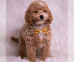 Small #1 Poodle (Toy)