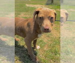 Small #1 Bulldog-Labrador Retriever Mix
